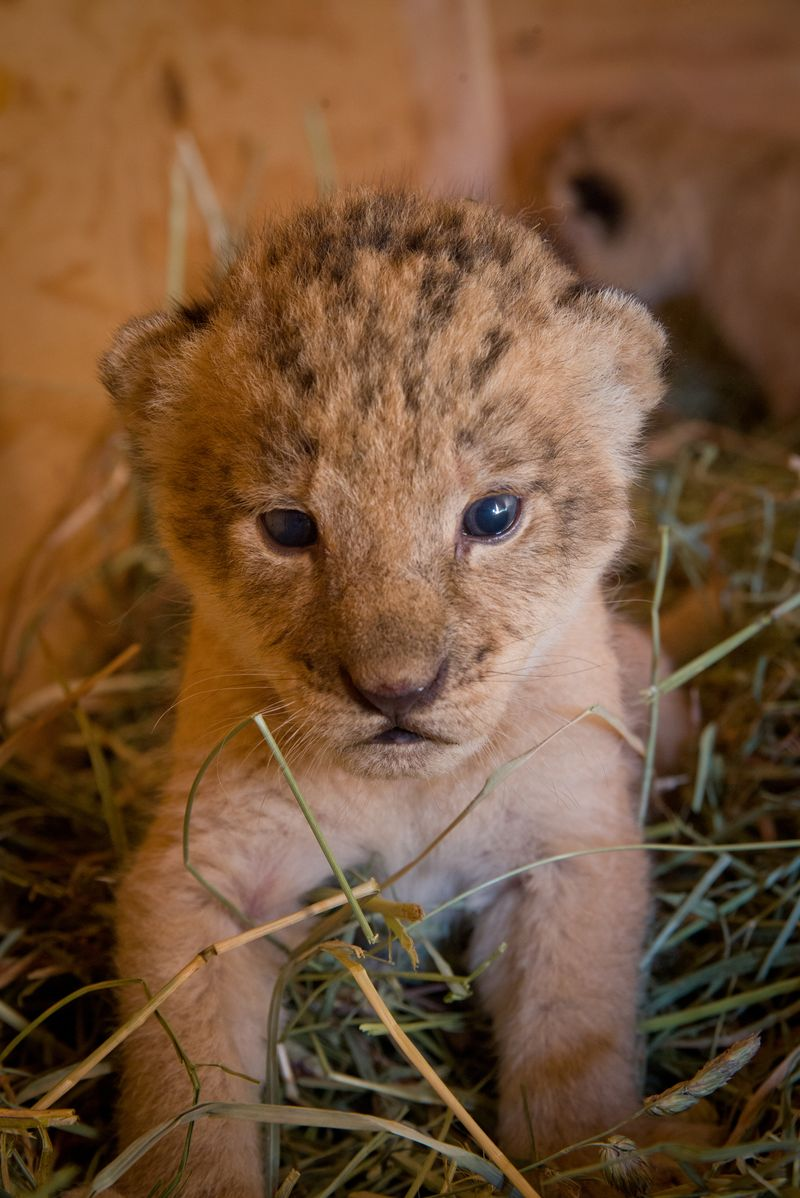 Illustration for article titled ZOMG BABY LIONS!!!